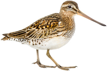Obraz premium Snipe isolated on transparent background