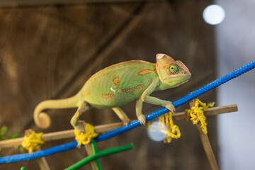 Chameleon on a rope in a terrarium