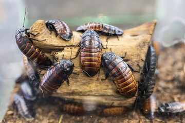 Close up of cockroaches in the terrarium