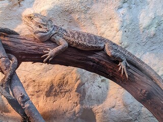 iguana in zoo