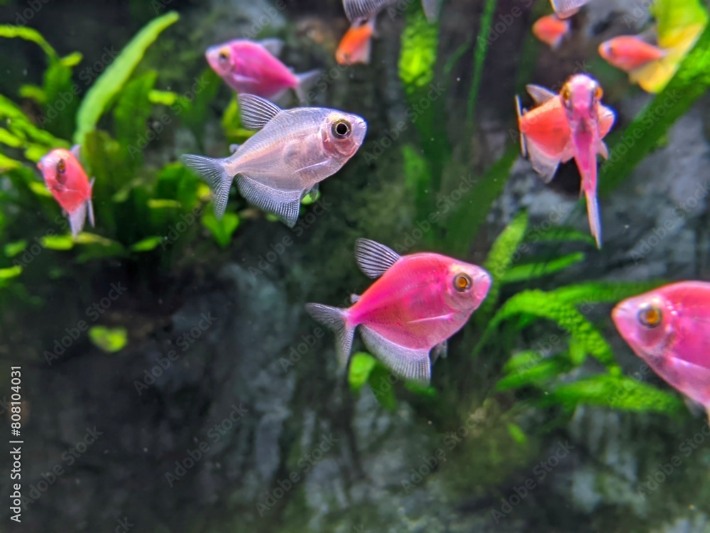 Wall mural fish in aquarium