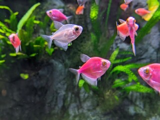 fish in aquarium