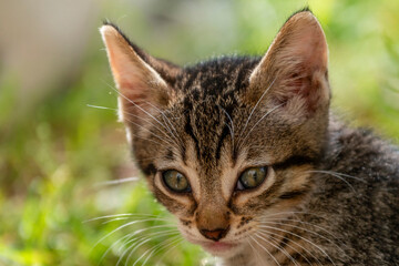 Gros plan sur un chaton tigré