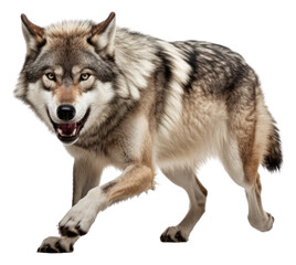 PNG Wolf mammal animal coyote.