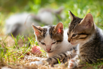 Fototapeta premium Chatons couchés dans l'herbe