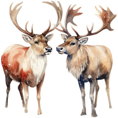 Watercolor two christmas reindeers, isolated on transparent background