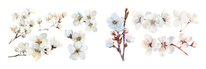Watercolor white cherry blossom flower blooming collection set, isolated on transparent background