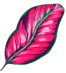 Calathea leaf hand drawn illustration