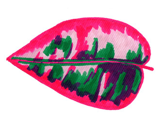 Calathea leaf hand drawn illustration