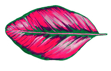 Calathea leaf hand drawn illustration