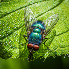 fly on leaf