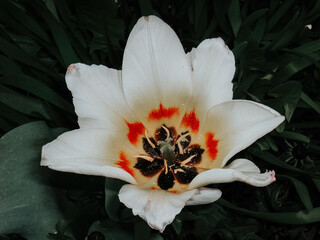 Open white tulip flower, top view. Opened bud of tulip