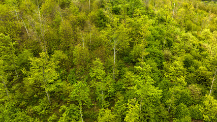 Aerial view of a forest on a cloudy day.