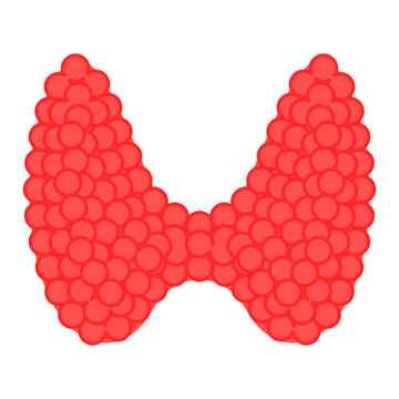 Vector illustration of thyroid gland on transparent background