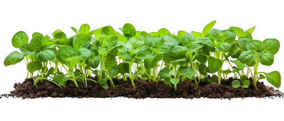 A row of green plants growing in the dirt on white background.