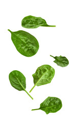 Flying spinach green leaves. Set of green spinach leaves. Isolated on white background. Design...
