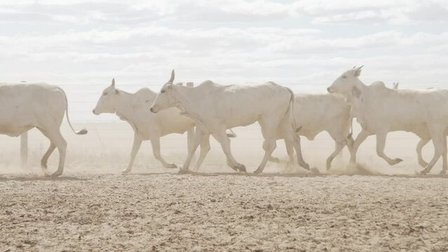 Cattle herd in confinement in Brazil