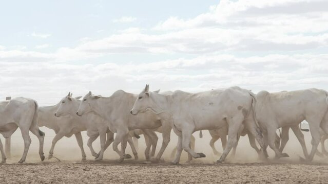Cattle herd in confinement in Brazil