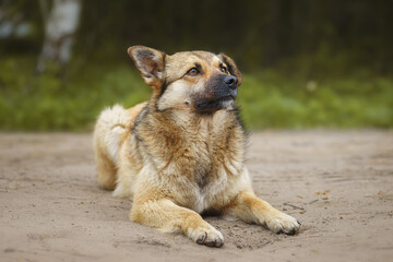 Mongrel dog of red color lies on its stomach on the grass, stretching its front paws forward....