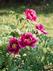 Vertical close up shot of vibrant pink tree peony flowers in bloom against the lush green backdrop.