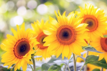 Obraz premium Field of sunflowers swaying gently in the breeze, their bright yellow petals turned towards the sun