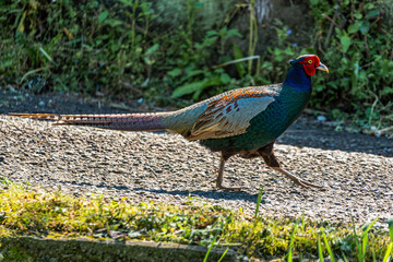 草むらを歩くキジ　雉/Japanese pheasant