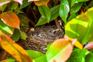 Carduelis cannabina Bluthänfling Baby birds in nest. Common Linnet baby birds laying in the nest