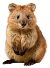 Fototapeta premium PNG Wildlife mammal animal rodent.