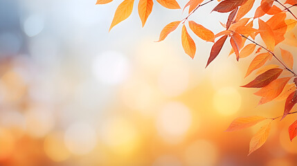 Maple leaf with blurred sunlight background .HD wallpaper