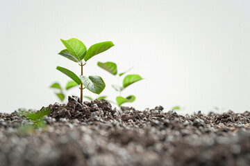 Young Plant Growing in Soil - Symbol of Growth and Sustainability