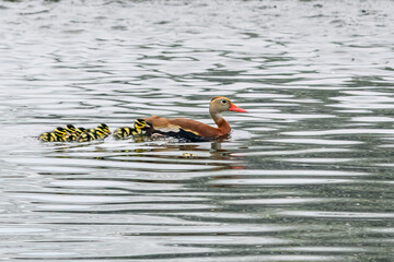 Adult Black-Bellied Whistling Duck Swimming with its ducklings Audubon Park, New Orleans,...