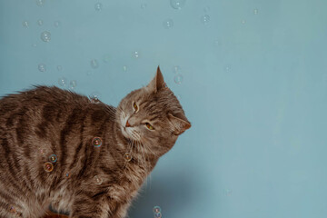 Tabby cat and soap bubbles on blue background