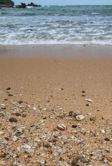 Lots of seashells, hermit crabs, cowrie and peace of corals on the beach by the sea. Wild nature beach in Sri Lanka.