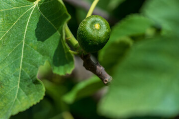 Springtime Symphony. Green Fig. and Verdant Branches in the Sun.