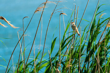 Melodic Serenade. Great Reed Warbler in Its Natural Habitat. Blue lake, background. Acrocephalus...