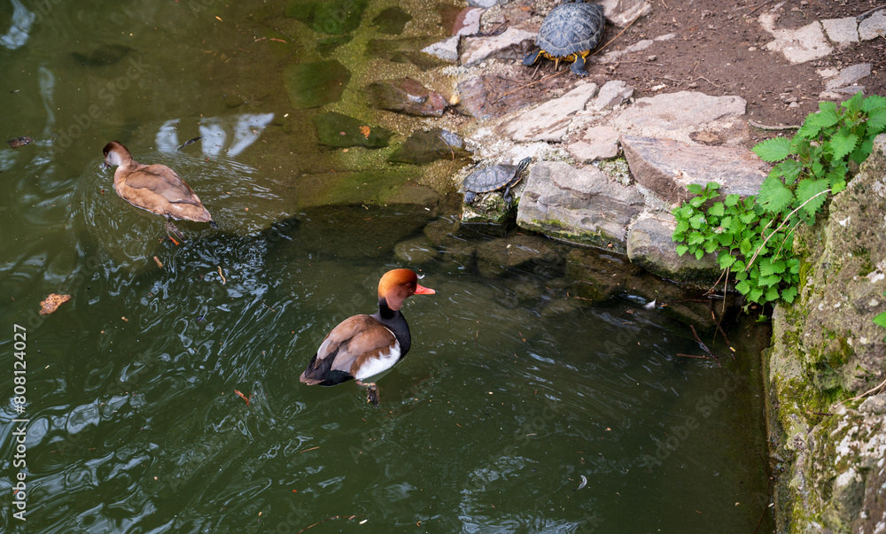 Wall mural Lake with ornamental ducks and turtles in the forest.