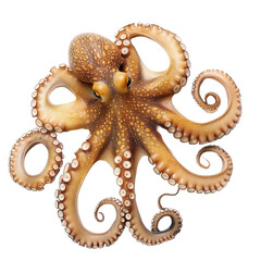 Obraz premium Octopus on transparent background, png 