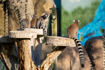 The ring-tailed lemur (Lemur catta) is a medium- to larger-sized strepsirrhine (wet-nosed) primate...