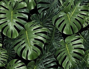 green leaves background jungle monstera