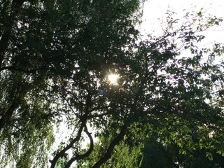 a landscape of green trees