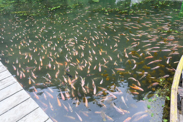 fish pond contains many fish in taman kemesraan