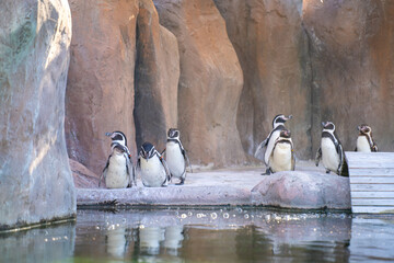 The Humboldt penguin (Spheniscus humboldti) is a medium-sized penguin.