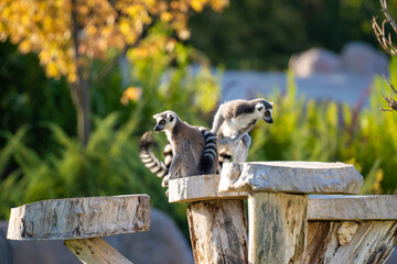 The ring-tailed lemur (Lemur catta) is a medium- to larger-sized strepsirrhine (wet-nosed) primate...