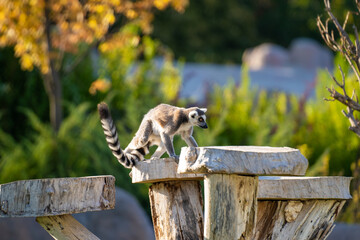The ring-tailed lemur (Lemur catta) is a medium- to larger-sized strepsirrhine (wet-nosed) primate...