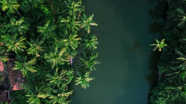 Aerial view of tropical lake with coconut trees, Kerala nature landscape drone footage