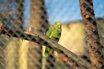 Parrot in the cage in the zoo.