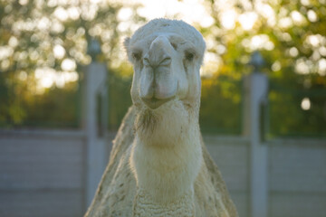 The dromedary (Camelus dromedarius) is a large even-toed ungulate, of the genus Camelus, with one hump on its back.