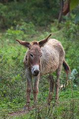 Brown donkey livestock animal standing in grass field 6