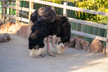 The common ostrich (Struthio camelus) is a species of flightless bird native to certain large areas of Africa.
