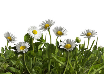 isolated green grass and daisies on transparent background